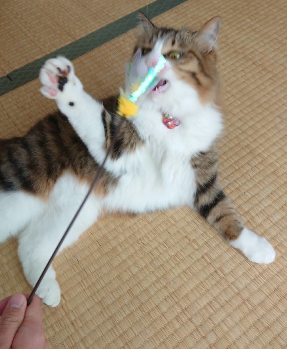 f:id:nekoja-peterpan:20190806110201j:plain