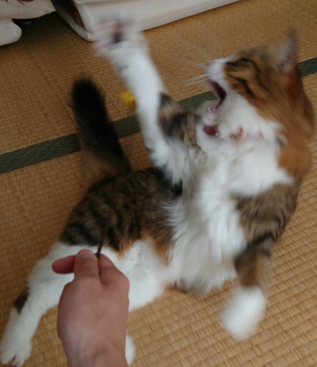 f:id:nekoja-peterpan:20190806110211j:plain