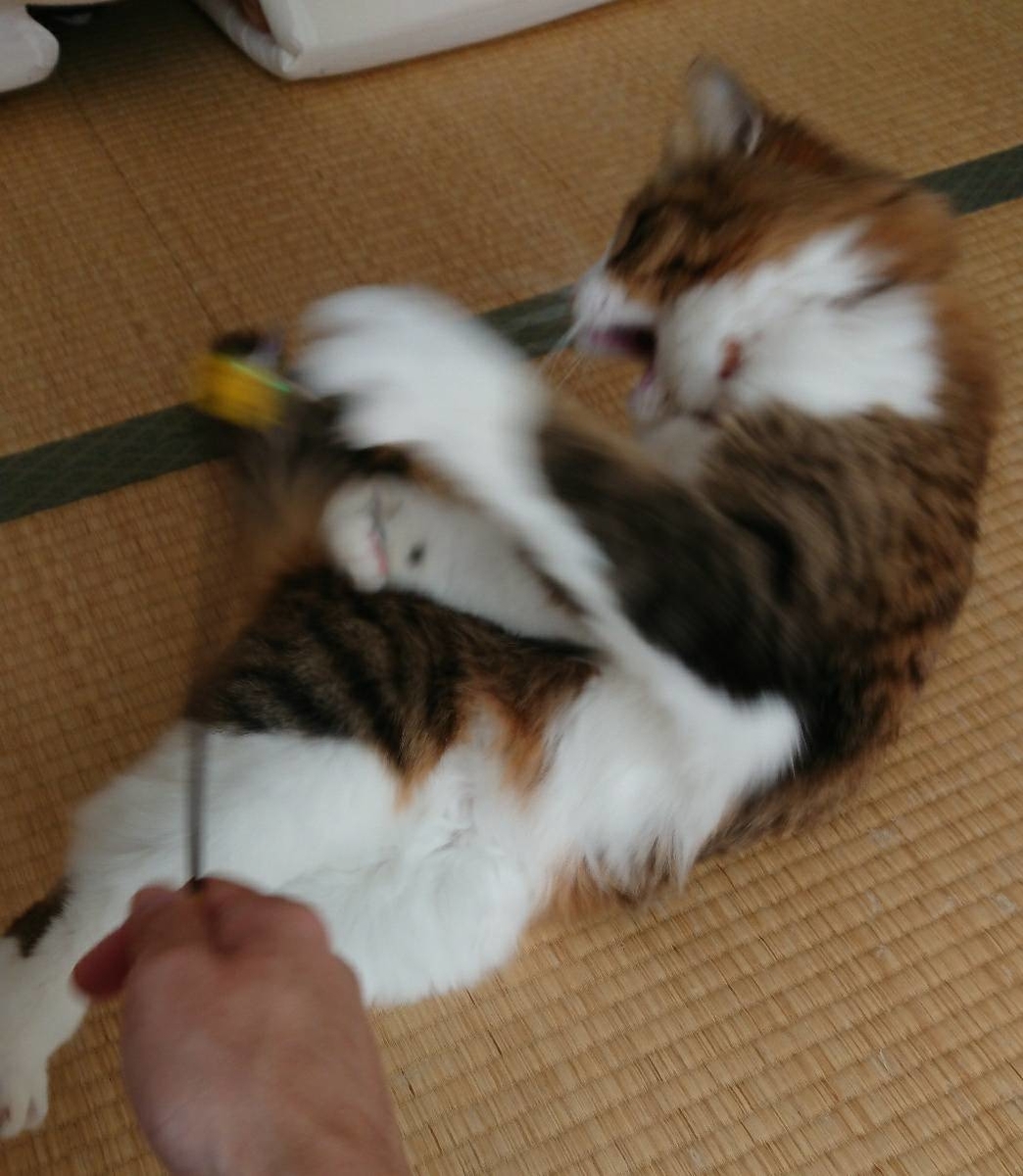 f:id:nekoja-peterpan:20190806110218j:plain