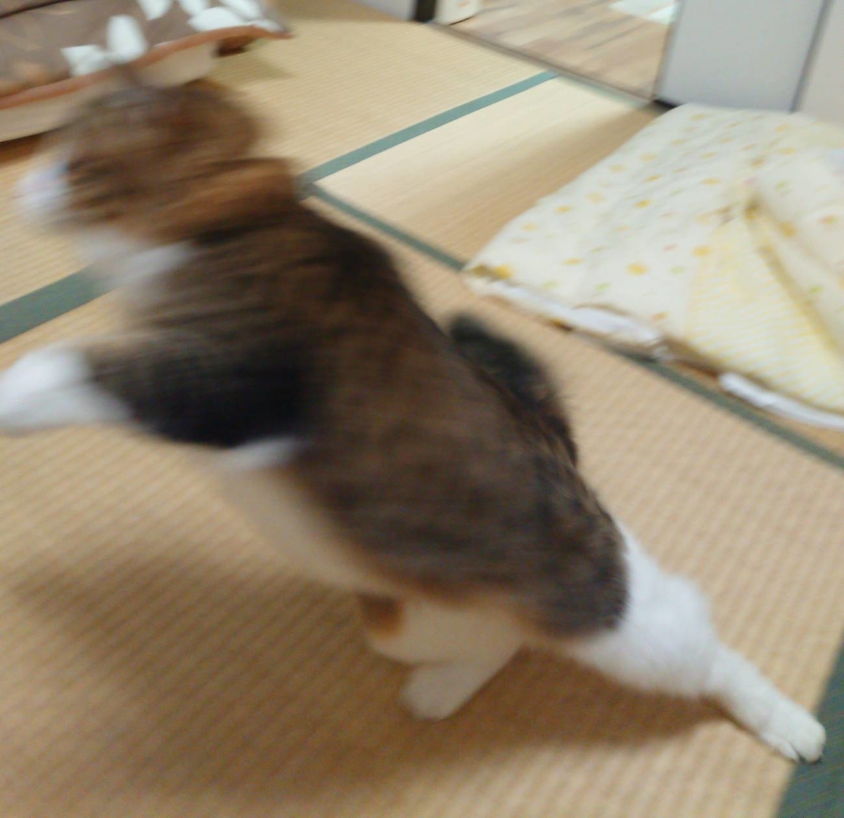 f:id:nekoja-peterpan:20190806110246j:plain