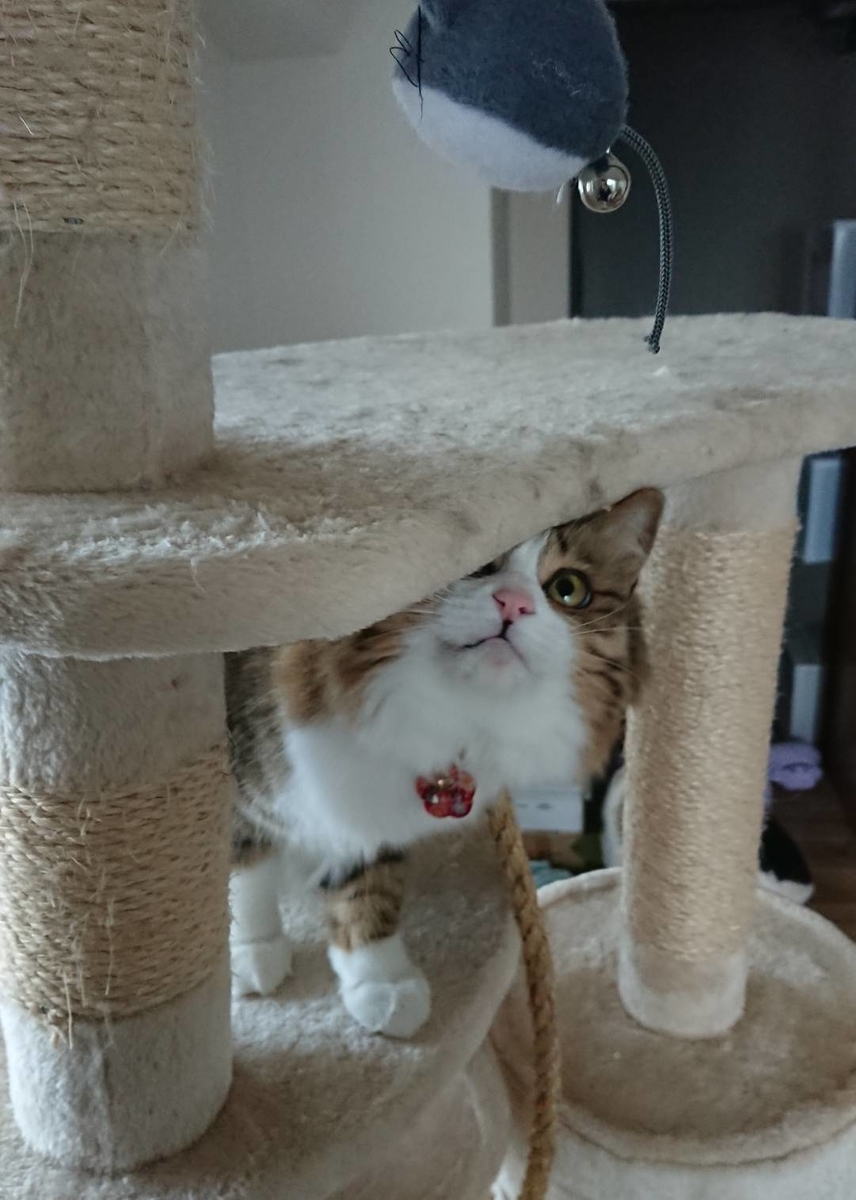 f:id:nekoja-peterpan:20190806110257j:plain