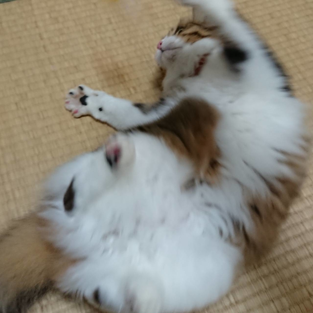 f:id:nekoja-peterpan:20190806110304j:plain