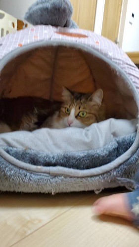 f:id:nekoja-peterpan:20200507091757j:plain