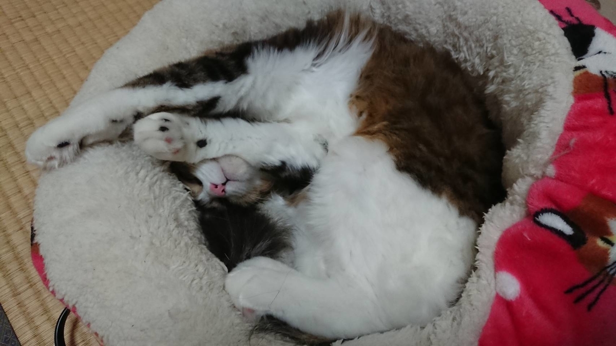 f:id:nekoja-peterpan:20200516123305j:plain