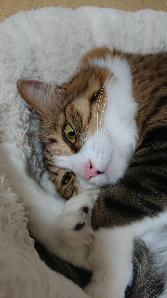 f:id:nekoja-peterpan:20200516123450j:plain