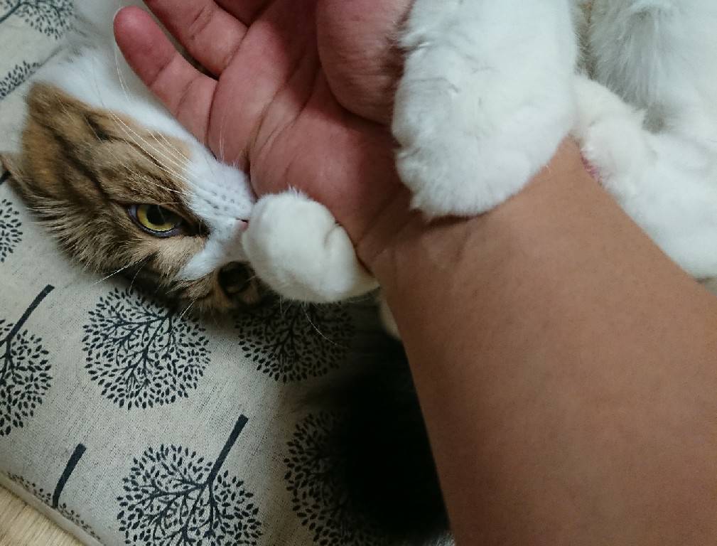 f:id:nekoja-peterpan:20200516123613j:plain