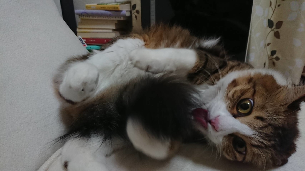 f:id:nekoja-peterpan:20200516123843j:plain