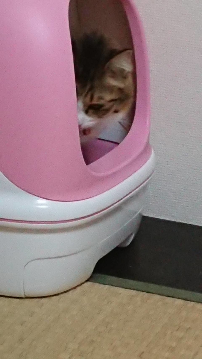 f:id:nekoja-peterpan:20200516124115j:plain