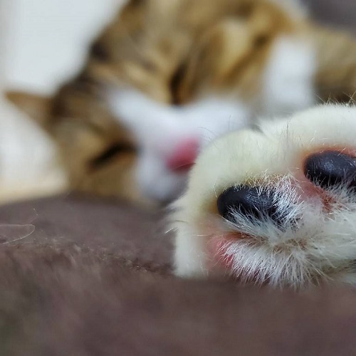 f:id:nekoja-peterpan:20200516124158j:plain