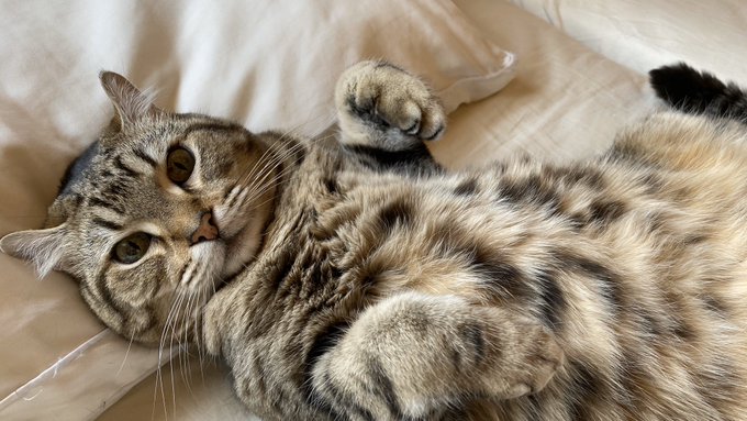 f:id:nekoja-peterpan:20200517121010j:plain