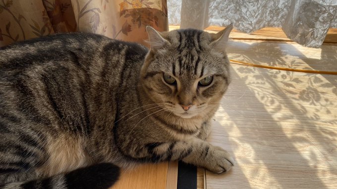 f:id:nekoja-peterpan:20200517121013j:plain