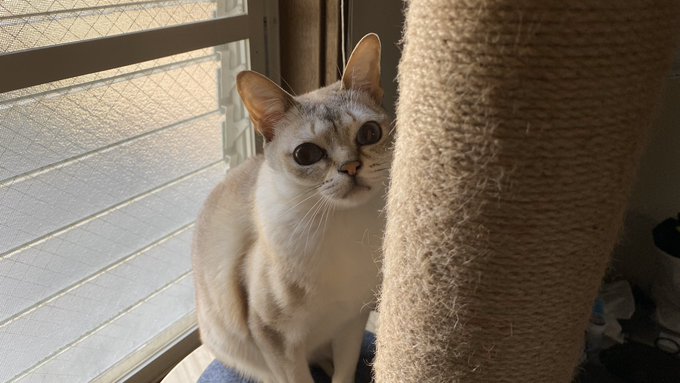 f:id:nekoja-peterpan:20200517121330j:plain