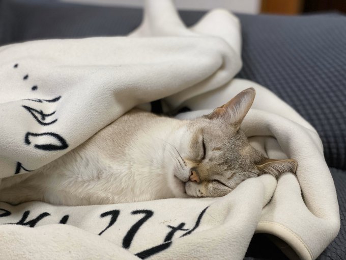 f:id:nekoja-peterpan:20200517121333j:plain