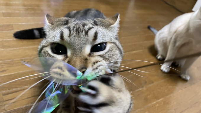 f:id:nekoja-peterpan:20200517121336j:plain