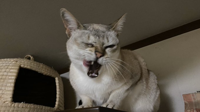 f:id:nekoja-peterpan:20200517121748j:plain