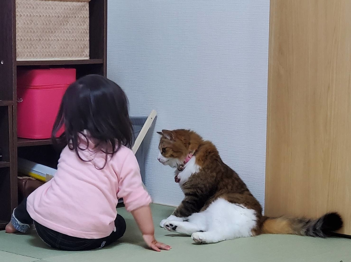 f:id:nekoja-peterpan:20200521103715j:plain