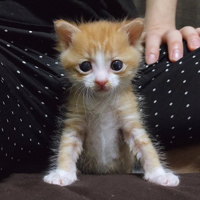 f:id:nekoja-peterpan:20200521150856j:plain f:id:nekoja-peterpan:20200521150856j:plain