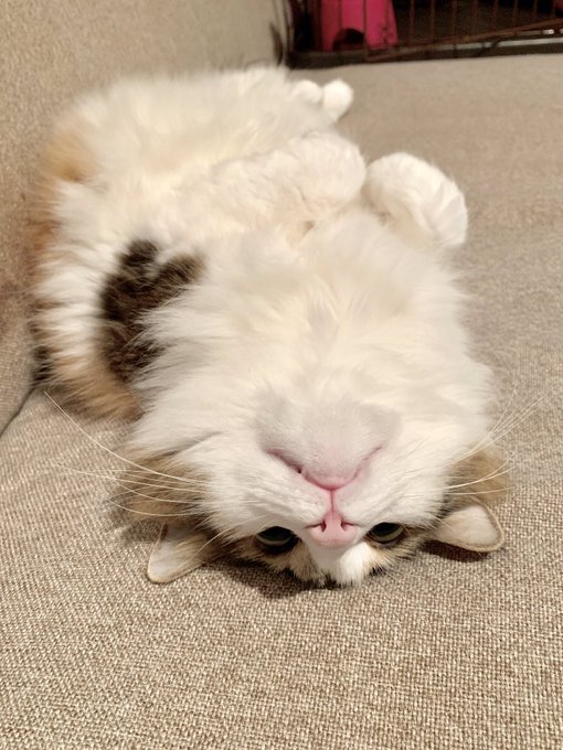 f:id:nekoja-peterpan:20200522015305j:plain f:id:nekoja-peterpan:20200522015305j:plain