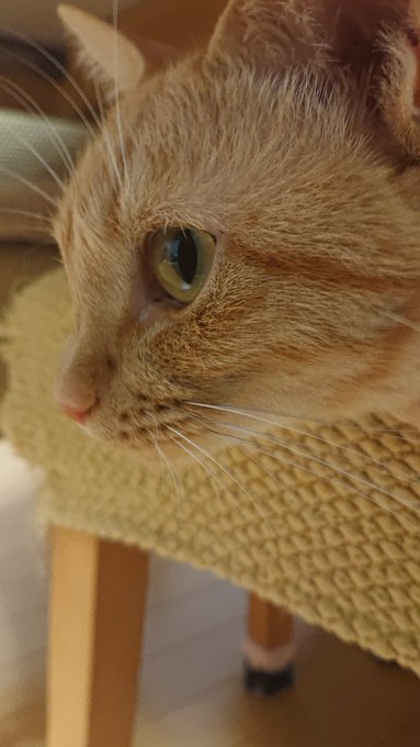 f:id:nekoja-peterpan:20200609152811j:plain