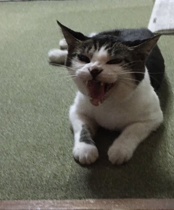 f:id:nekoja-peterpan:20200611234144j:plain