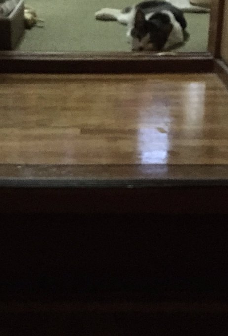 f:id:nekoja-peterpan:20200611234245j:plain