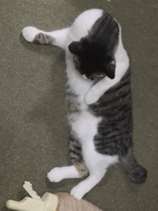 f:id:nekoja-peterpan:20200611234531j:plain