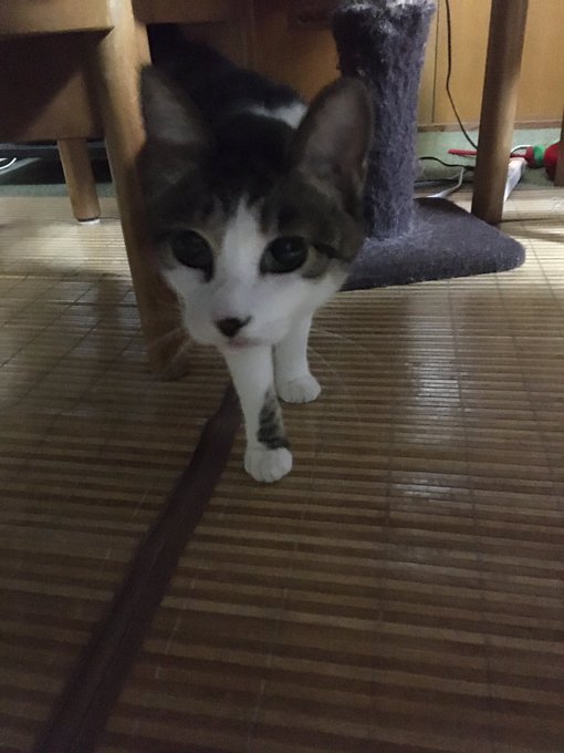 f:id:nekoja-peterpan:20200611234633j:plain