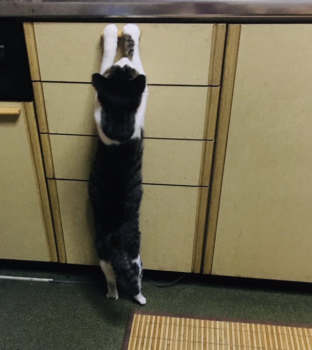 f:id:nekoja-peterpan:20200611234726j:plain