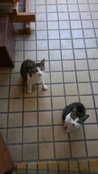 f:id:nekoja-peterpan:20200611234836j:plain