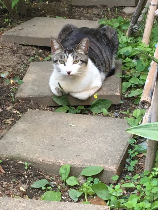 f:id:nekoja-peterpan:20200611235026j:plain