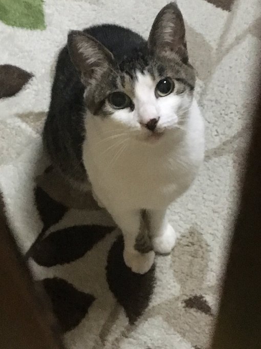 f:id:nekoja-peterpan:20200611235256j:plain