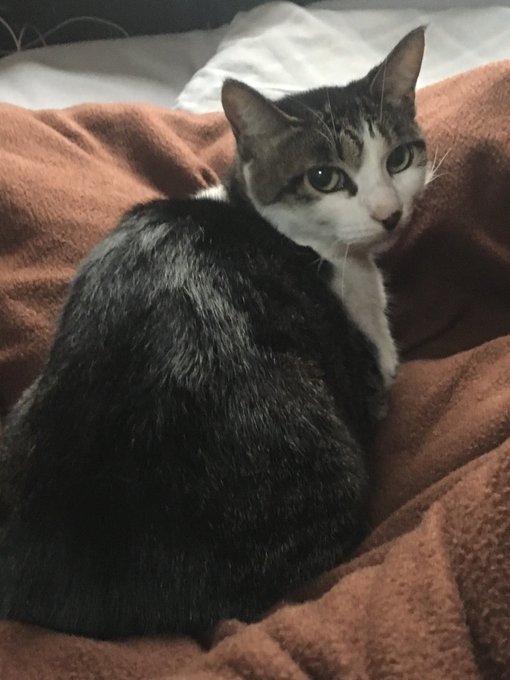 f:id:nekoja-peterpan:20200611235640j:plain