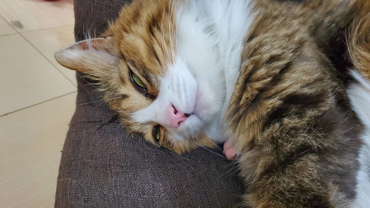 f:id:nekoja-peterpan:20200615081624j:plain