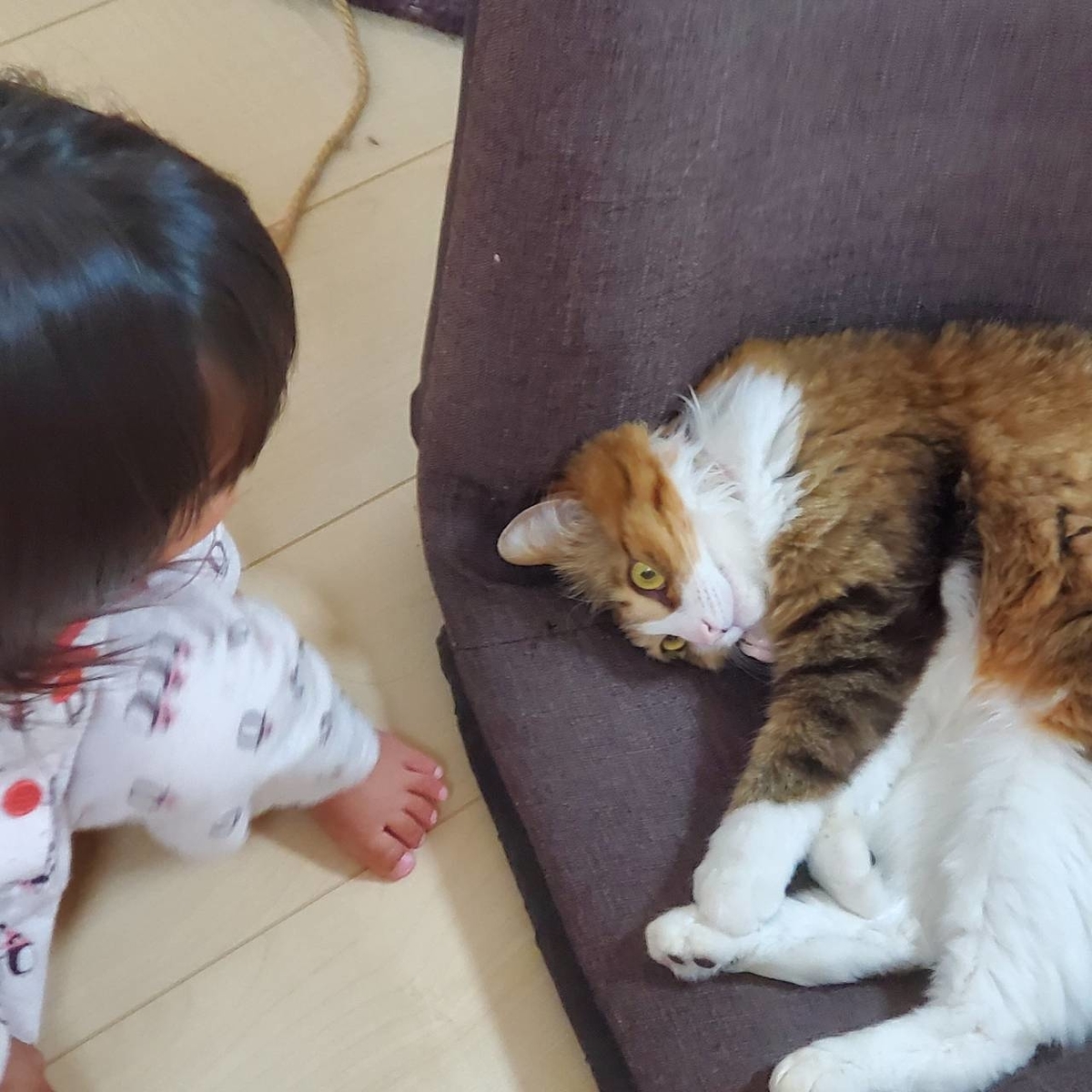 f:id:nekoja-peterpan:20200615081800j:plain