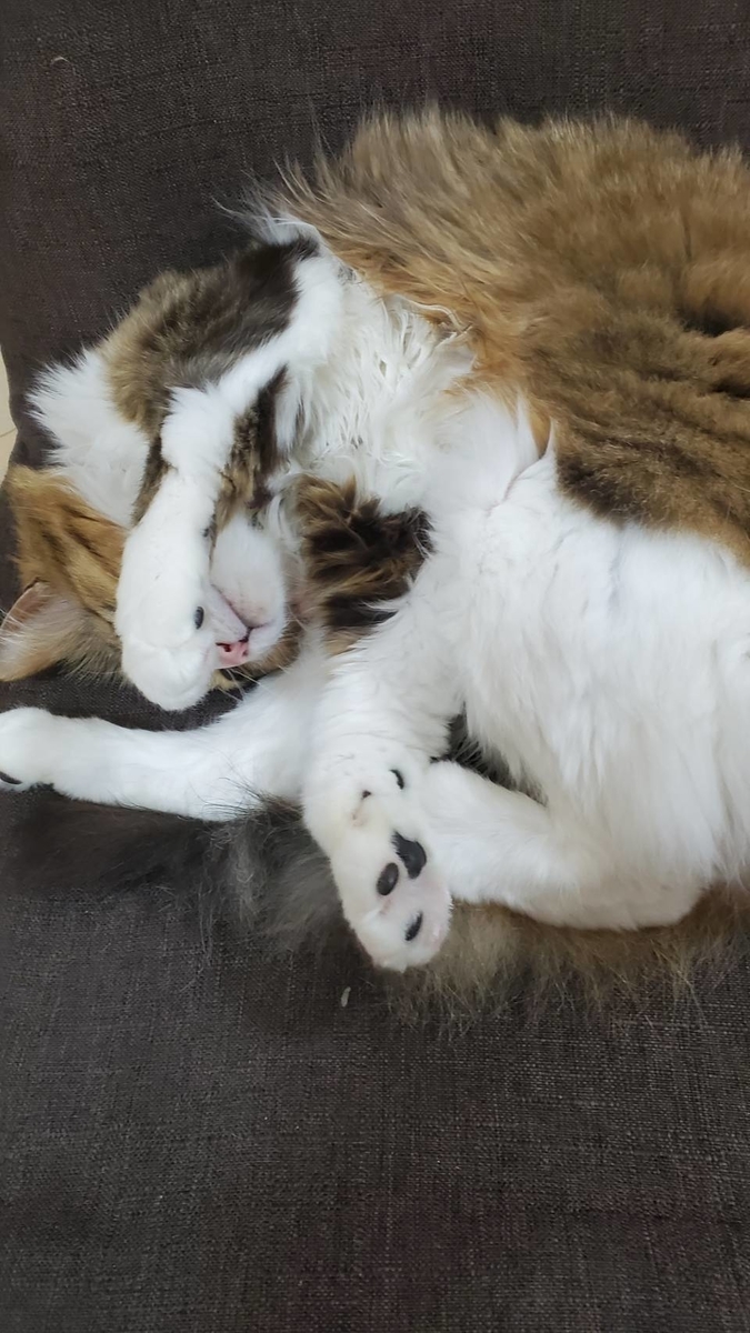 f:id:nekoja-peterpan:20200615081942j:plain