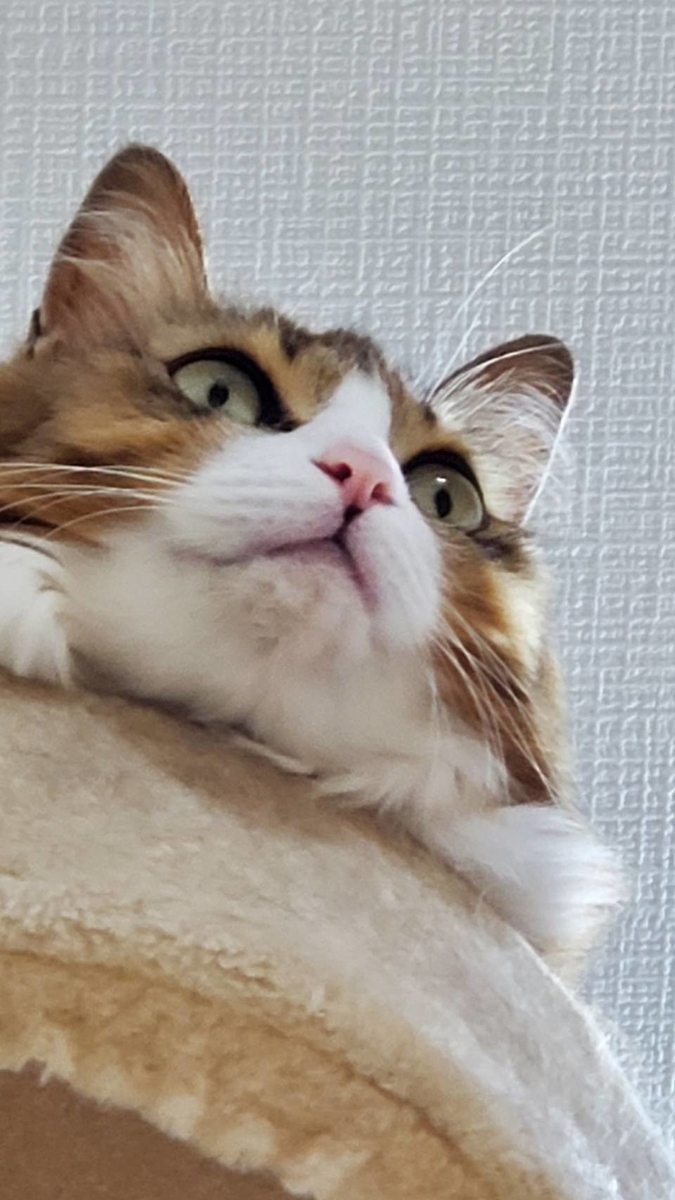 f:id:nekoja-peterpan:20200616153625j:plain