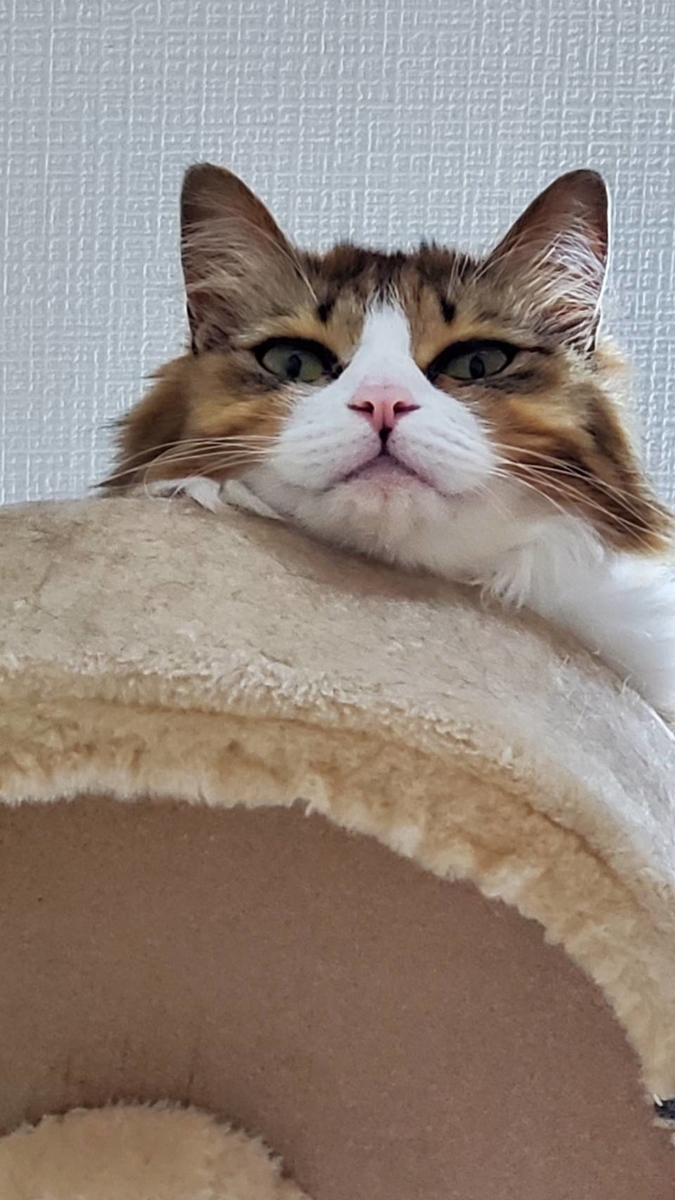 f:id:nekoja-peterpan:20200616153636j:plain