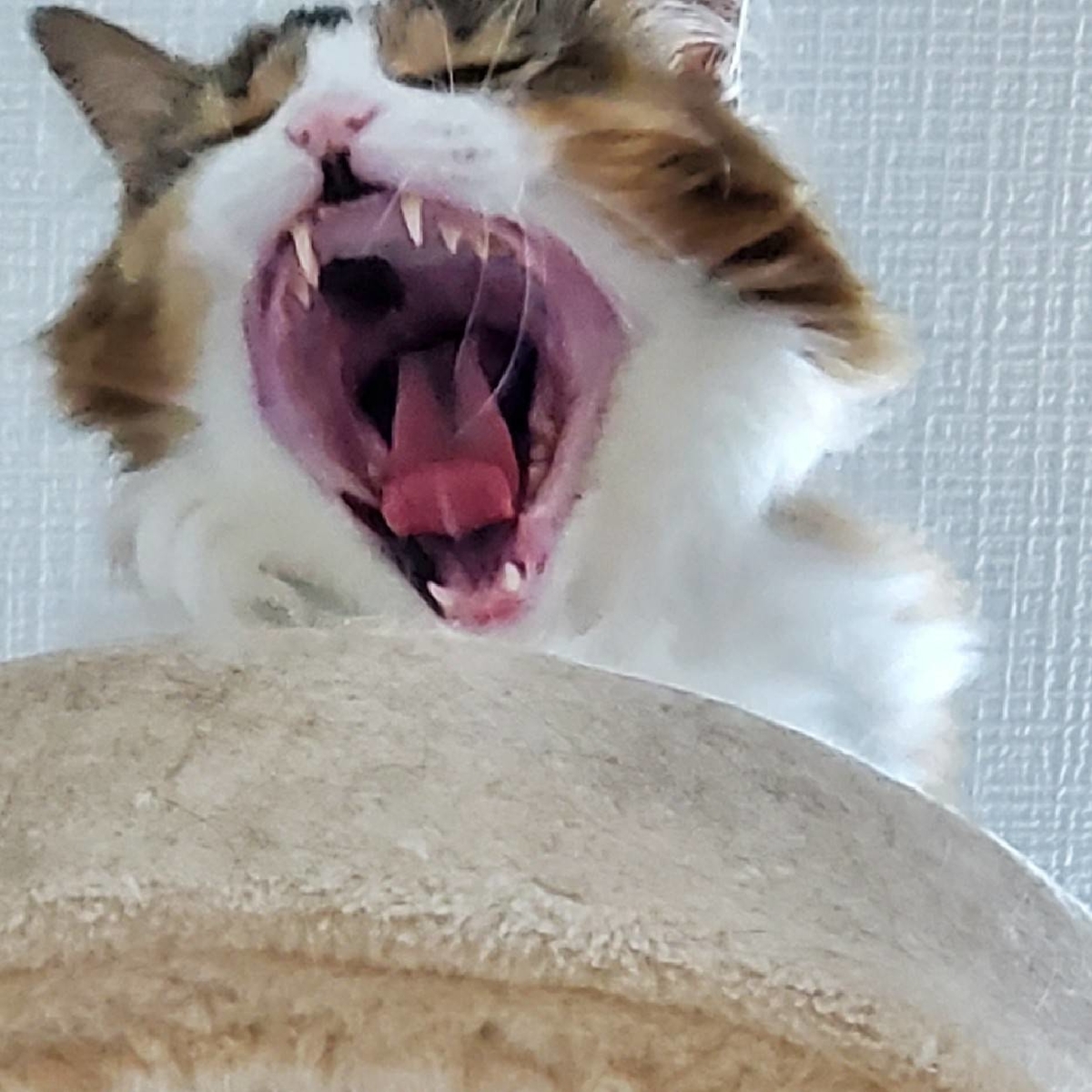 f:id:nekoja-peterpan:20200616153659j:plain