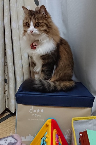 f:id:nekoja-peterpan:20200616185014j:plain