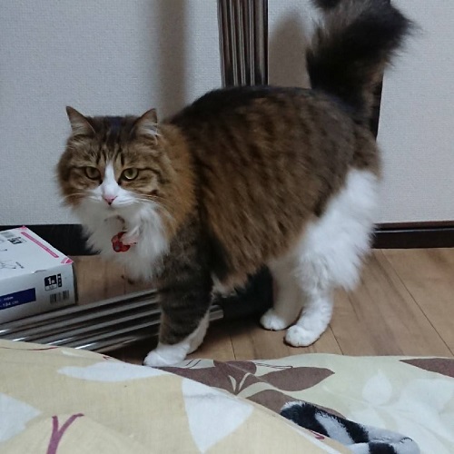 f:id:nekoja-peterpan:20200616190408j:plain