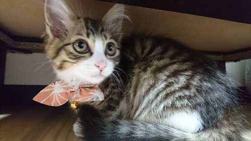 f:id:nekoja-peterpan:20200620225039j:plain f:id:nekoja-peterpan:20200620225039j:plain