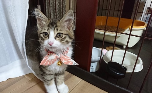 f:id:nekoja-peterpan:20200620225829j:plain f:id:nekoja-peterpan:20200620225829j:plain