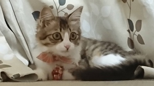 f:id:nekoja-peterpan:20200620230819j:plain f:id:nekoja-peterpan:20200620230819j:plain