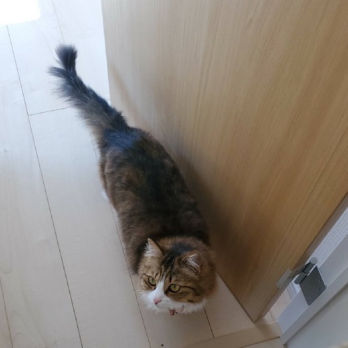 f:id:nekoja-peterpan:20200702232923j:plain