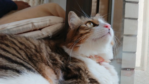 f:id:nekoja-peterpan:20200702233023j:plain