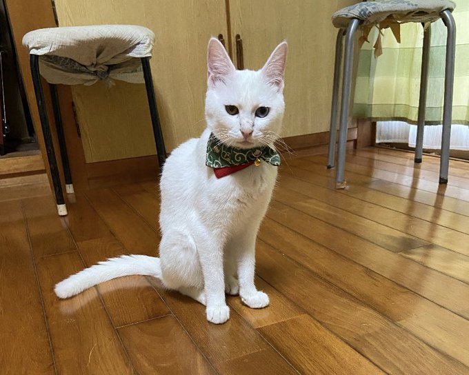 f:id:nekoja-peterpan:20200704221748j:plain f:id:nekoja-peterpan:20200704221748j:plain