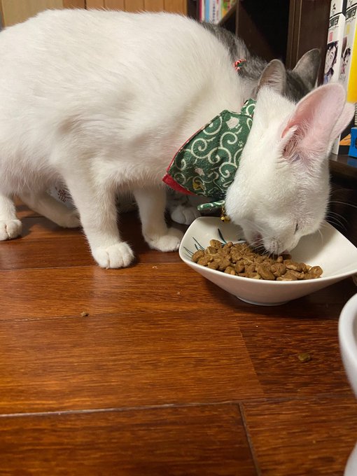 f:id:nekoja-peterpan:20200704221924j:plain f:id:nekoja-peterpan:20200704221924j:plain