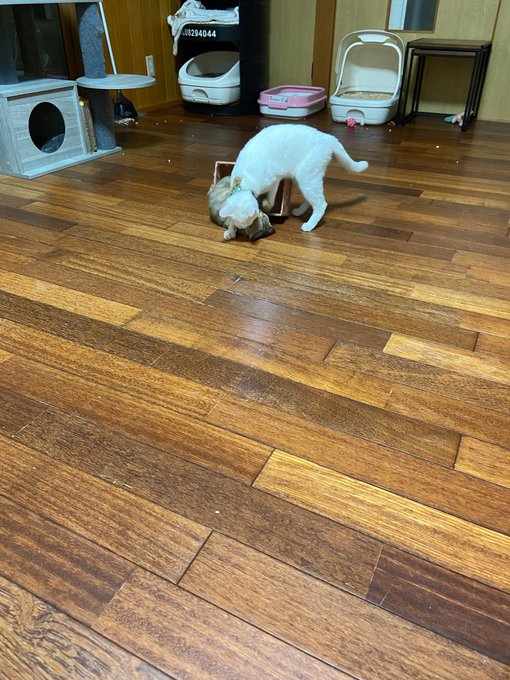 f:id:nekoja-peterpan:20200704222012j:plain f:id:nekoja-peterpan:20200704222012j:plain