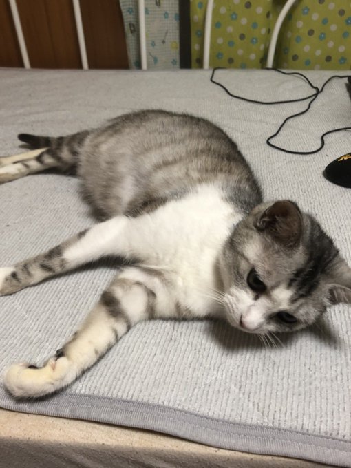 f:id:nekoja-peterpan:20200704222121j:plain f:id:nekoja-peterpan:20200704222121j:plain