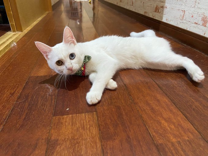 f:id:nekoja-peterpan:20200704222405j:plain f:id:nekoja-peterpan:20200704222405j:plain